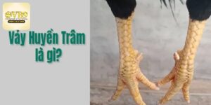 Vảy Gà Huyền Trâm - Đặc Điểm Đặc Biệt Kê Thủ Nên Biết